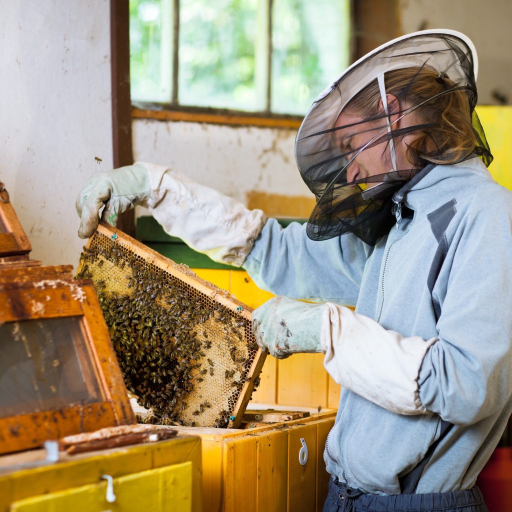 Beekeeper checking the hive.