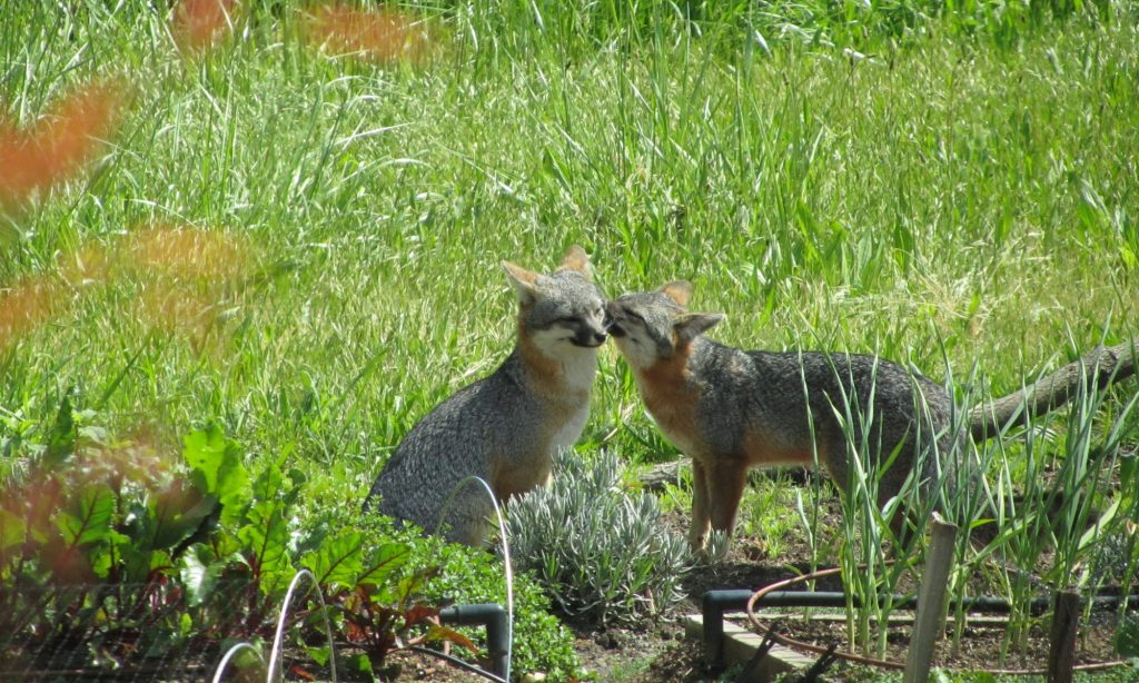 A pair of foxes enjoying the sunshine and nuzzling in my garden.