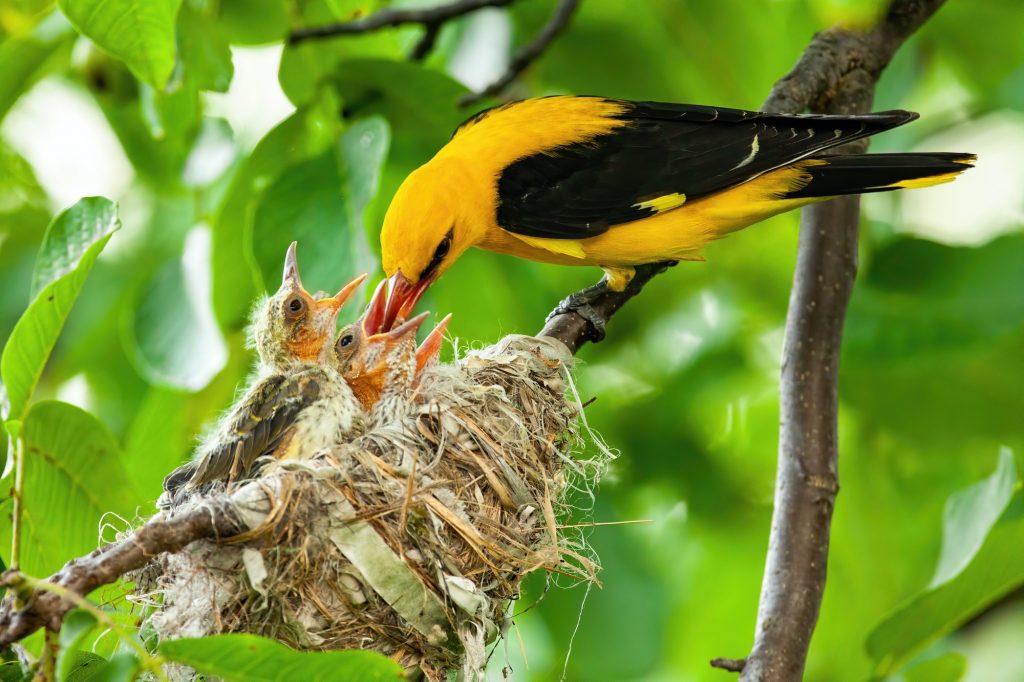 Yellow golden oriole feeding its younglings on nest in summer