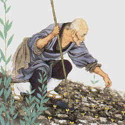 Pai Chang gardening.