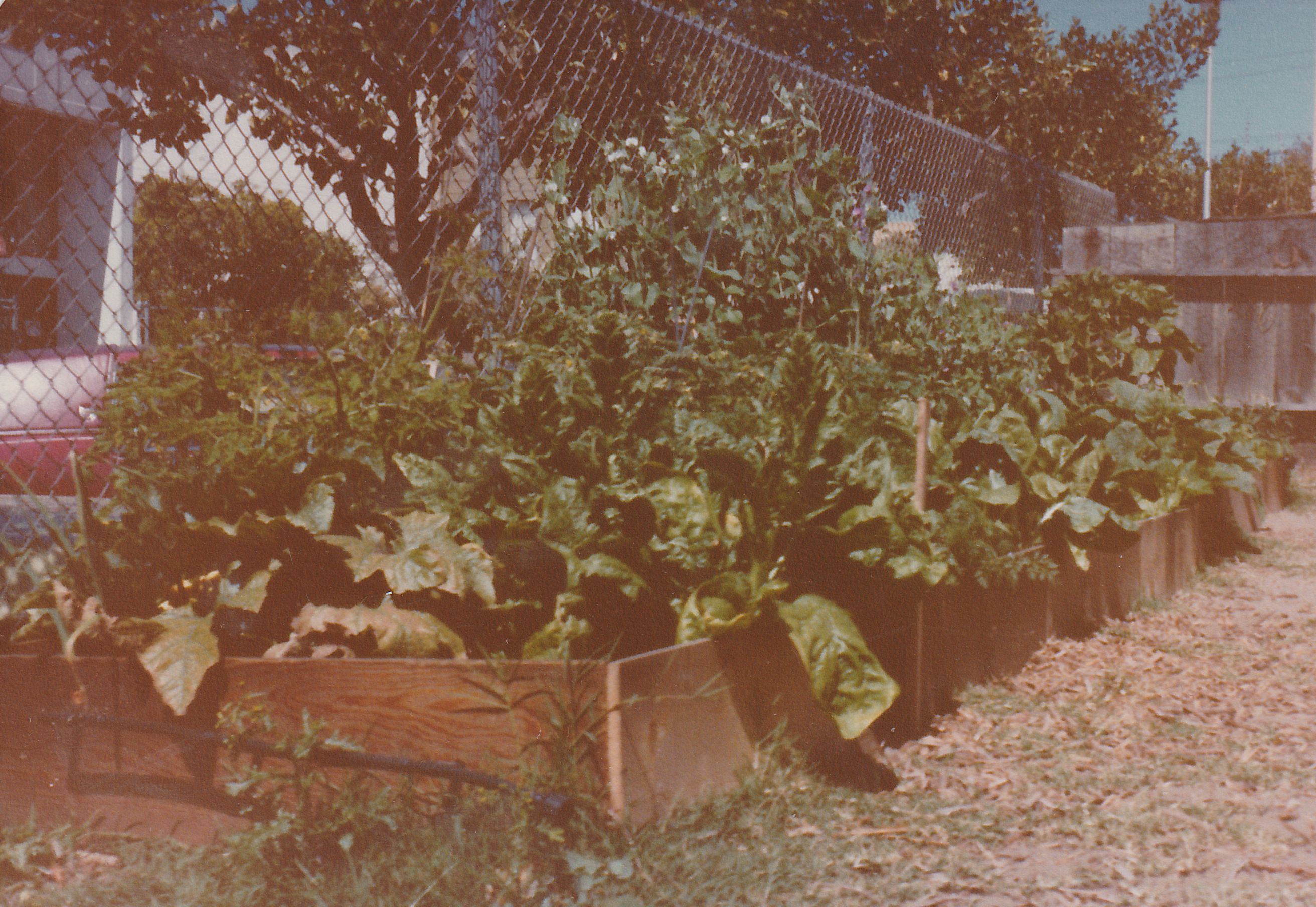 Living Lightly Demonstration Organic Garden with Drip Irrigation