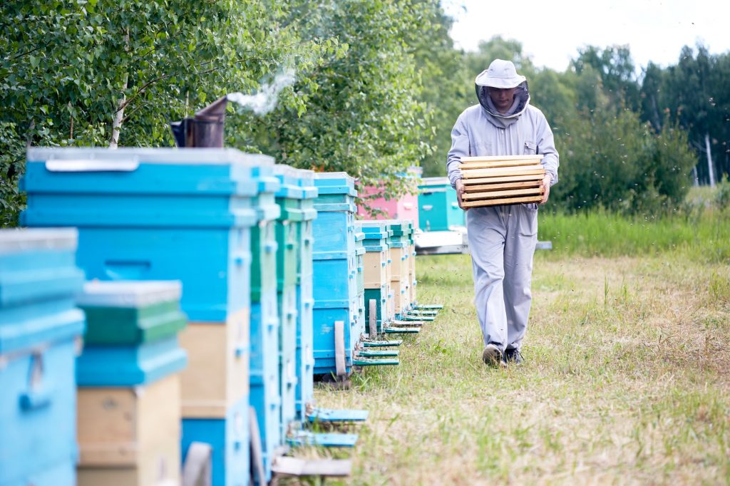 Beekeeper Working in Apiary