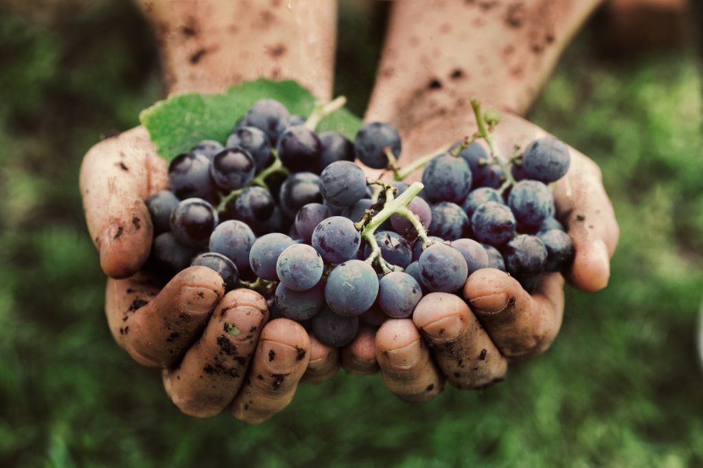 Grapes of an abundant harvest.