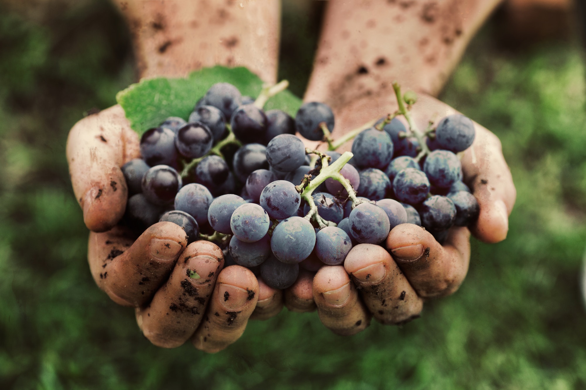 Grapes of an abundant harvest.